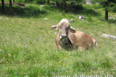 einheimische-2_9074021107_o